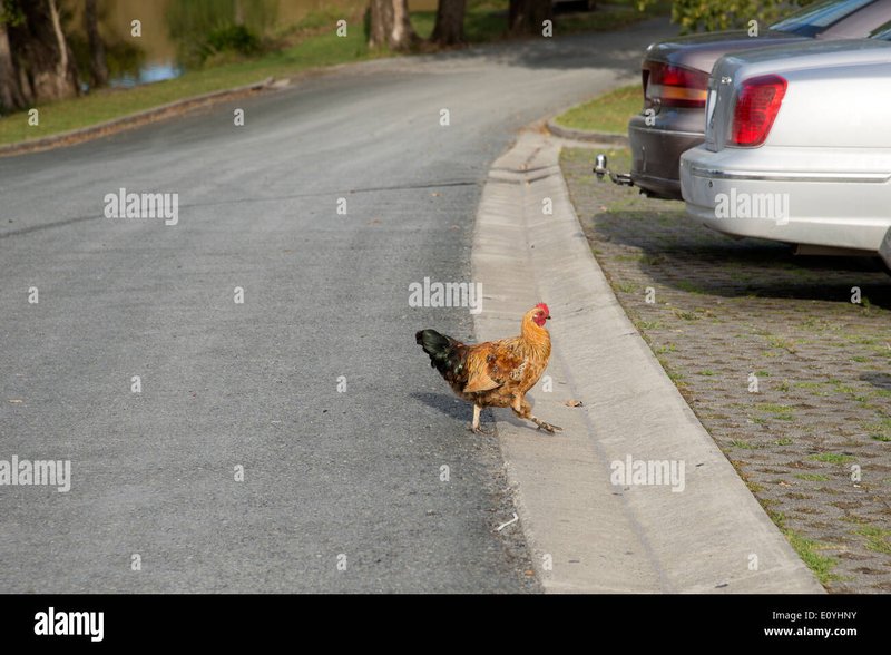 Ontdek de Smakelijke Gokspel 'Chicken Road' in Nederlandse Online Casinos - overview